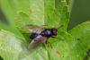 Hydrotaea sp.